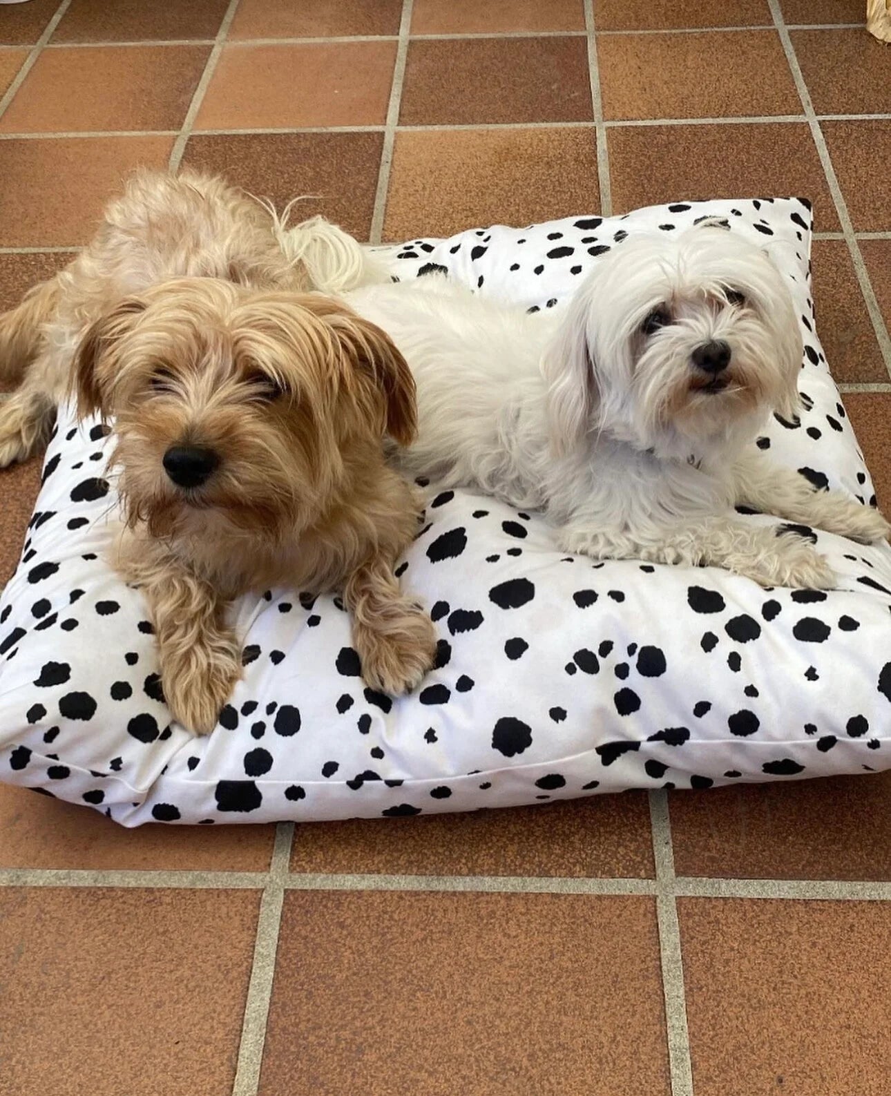 Cama Perro - Aroa Dedales